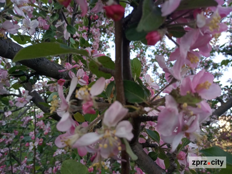 Засихає яблуня: які причини та як врятувати