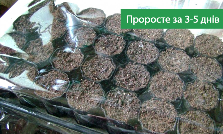 Коли садити кабачки: плюси та мінуси висадки насінням та розсадою