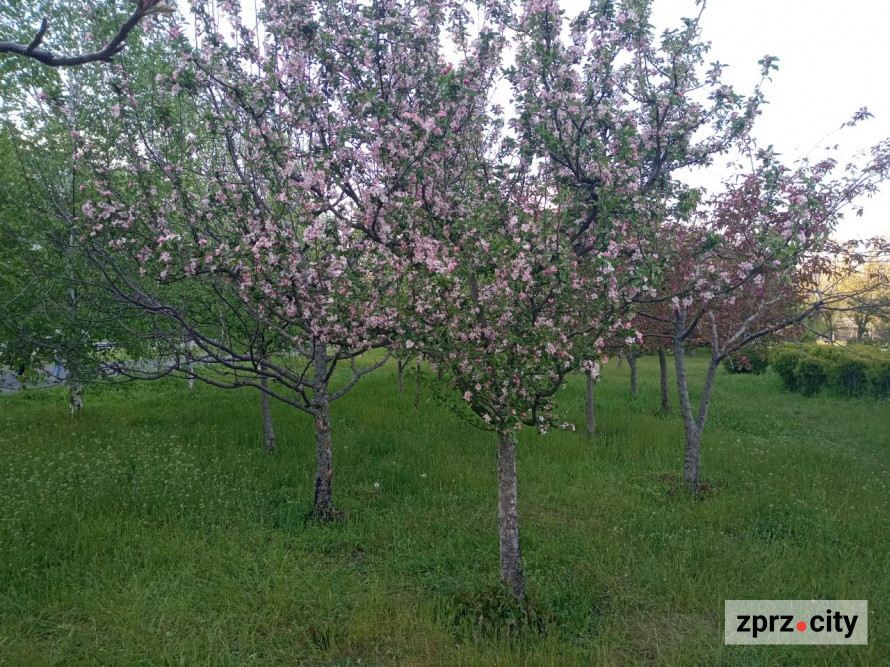Засихає яблуня: які причини та як врятувати