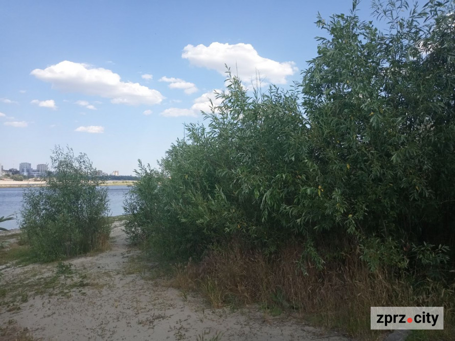 На місці колишнього дна Дніпра на узбережжі Хортиці виріс тополевий ліс висотою у два людські зрости - фото