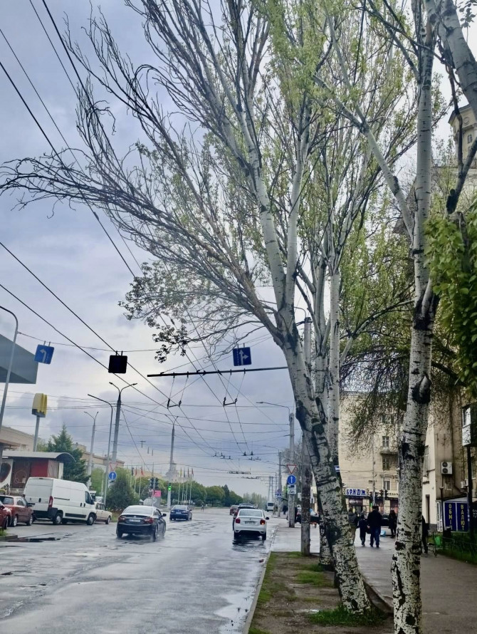 Нависла небезпека: у Запоріжжі аварійна гілка стривожила мешканців (фото)