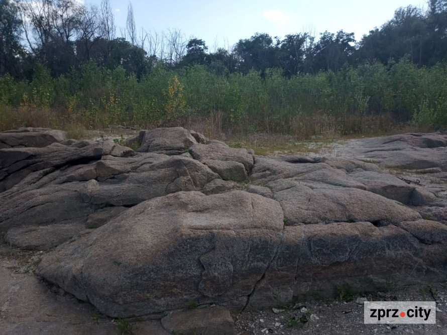 На місці колишнього дна Дніпра на узбережжі Хортиці виріс тополевий ліс висотою у два людські зрости - фото