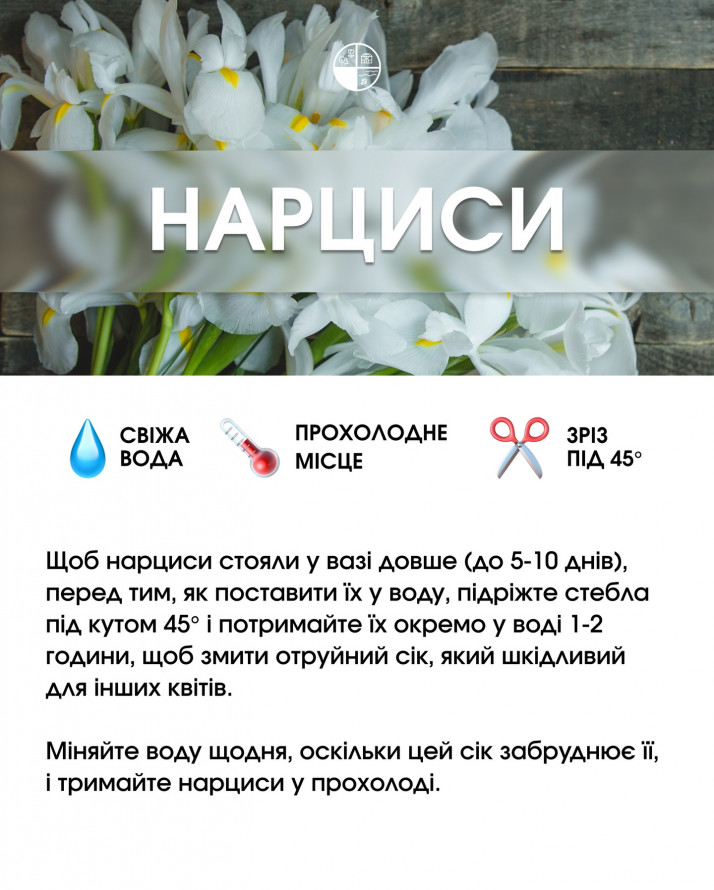 Букет, який довго не в’яне: секрети догляду за популярними квітами