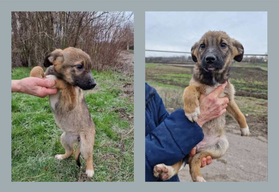 Роксі з прифронтового Запоріжжя вирушає до Японії - волонтер подолав тисячі кілометрів заради цуценяти (фото)