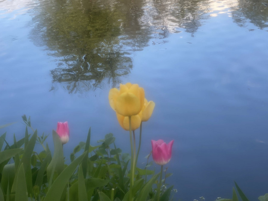 У головному парку Запоріжжя квітне сакура: чим ще можна помилуватись - фото