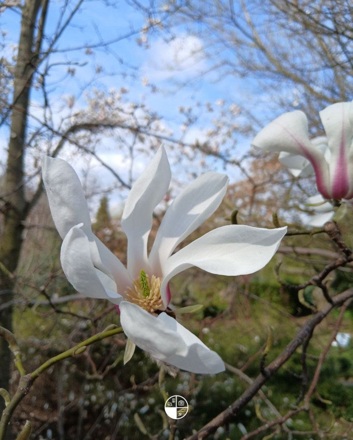 Сакура, магнолії, весняний настрій: запорізький ботанічний сад відкрився для відвідувачів (фото)