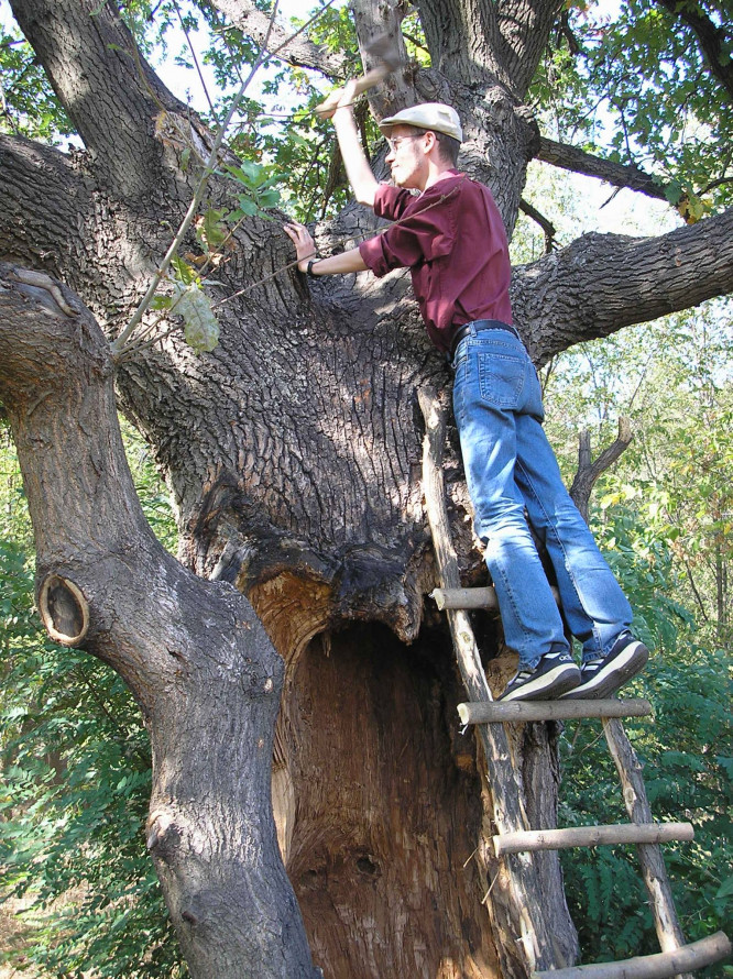 Дуб з кам'яним серцем: на Хортиці росте незвичайне дерево (фото)