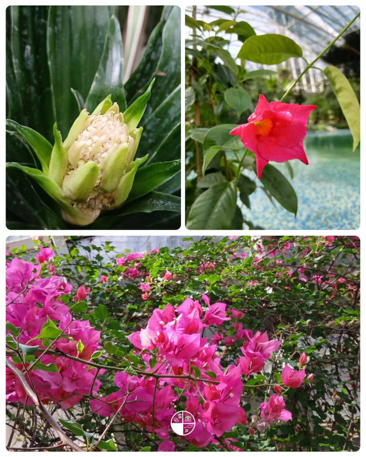 Сакура, магнолії, весняний настрій: запорізький ботанічний сад відкрився для відвідувачів (фото)