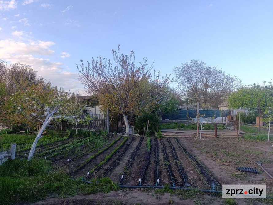 Що посіяти в червні: швидкорослі культури для другого врожаю