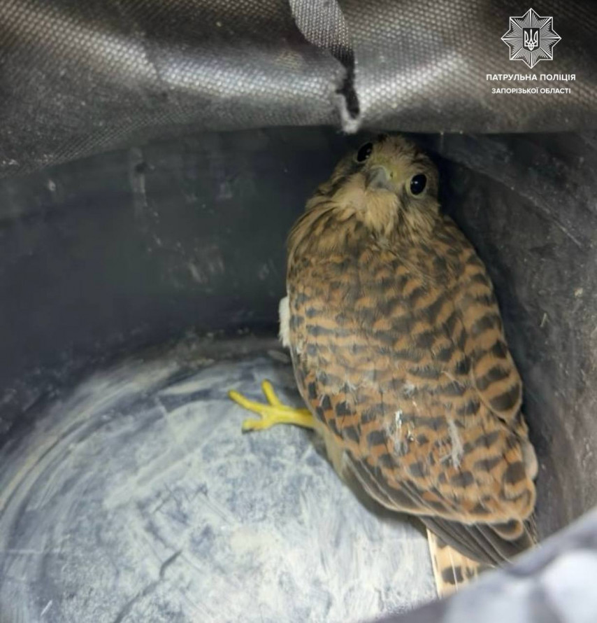 Маленький хижак - у Запоріжжі з допомогою небайдужих врятували червонокнижного птаха (фото)