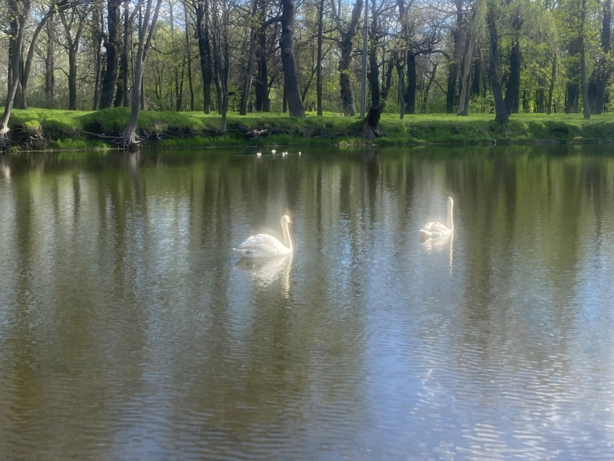 У головному парку Запоріжжя квітне сакура: чим ще можна помилуватись - фото