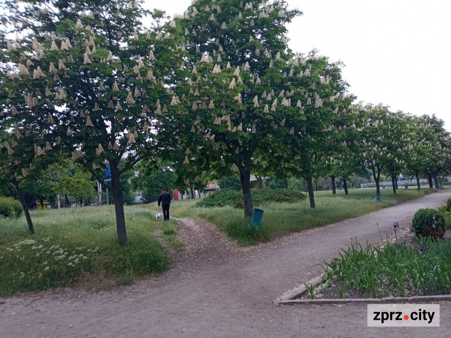 Весняна краса запорізького парку - в одному з районів міста цвітуть заборонені рослини