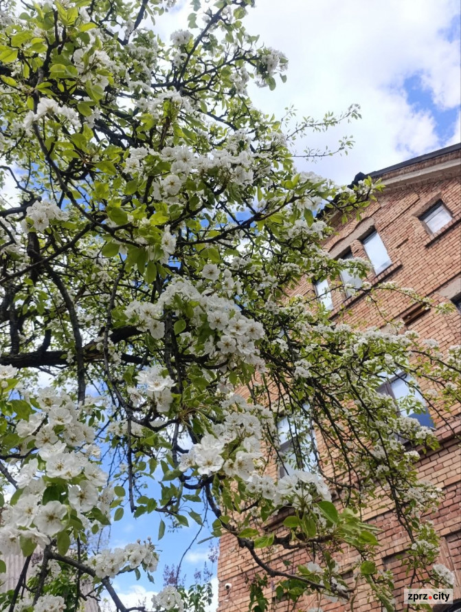 Від найстарішої школи до справжнього замку: які незвичайні менонітські будівлі можна побачити в Запоріжжі (фото)