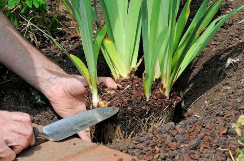 Час поділити іриси: що зробити з кущами наприкінці серпня, щоб вони пишно цвіли