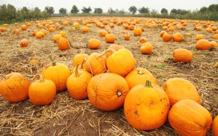 Як зберегти гарбуз до весни: де його тримати і чого категорично не можна робити
