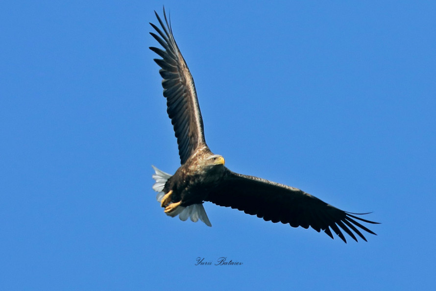 Життя перемагає: червонокнижні птахи не покинули Хортицю та звили нове гніздо (фото)