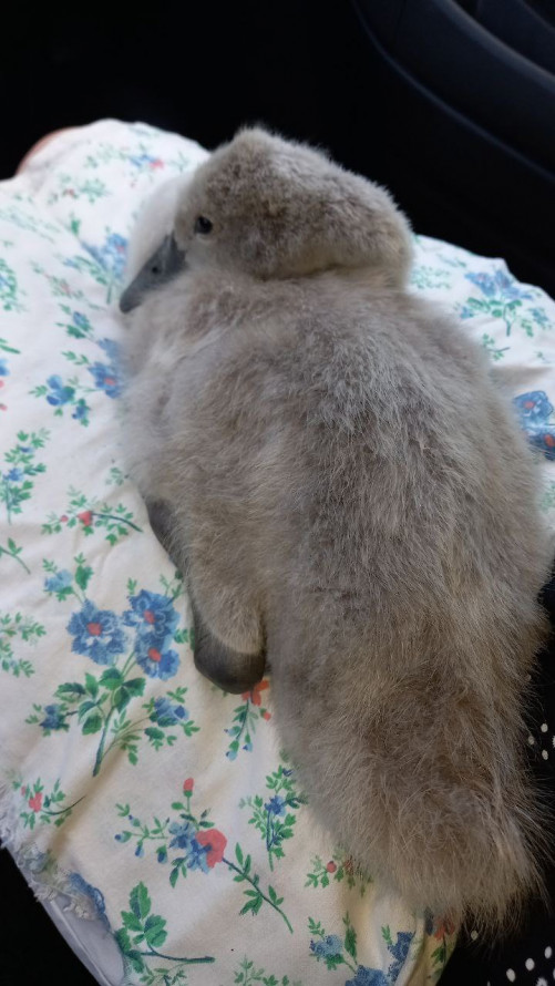 Оселився у "Дубовому гаю" - у центральному запорізькому парку живе лебідь, врятований українським воїном (фото, відео)