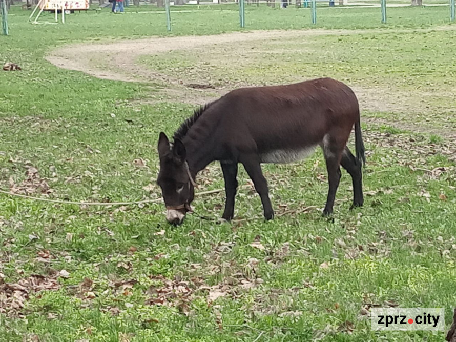 Сезон магнолій і лебеді: у вихідні в запорізькому парку був аншлаг - фото