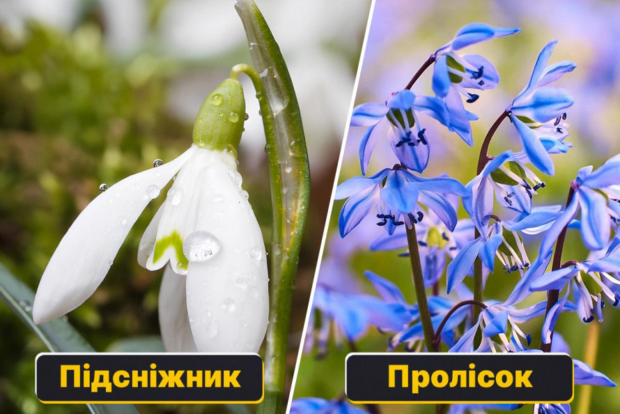 Перевірятимуть ринки і на вулицях: у Запоріжжі посилюють заходи з охорони первоцвітів