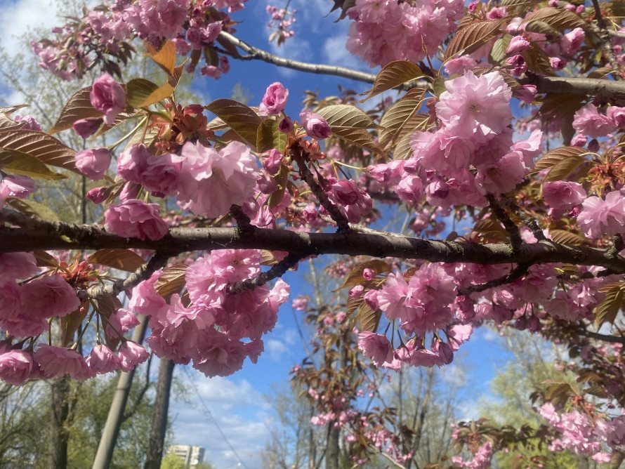 У головному парку Запоріжжя квітне сакура: чим ще можна помилуватись - фото