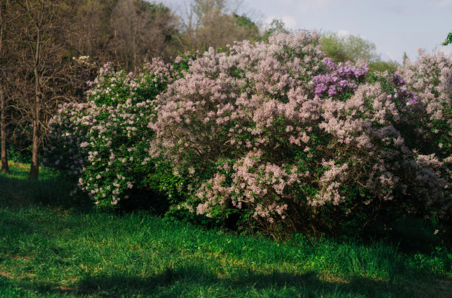 Весняний старт саду: які рослини висаджувати в квітні