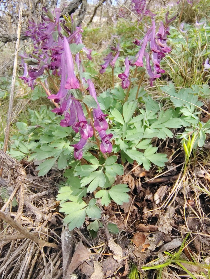 Тендітна краса: у Запоріжжі розцвіли квіти, з яких починається справжня весна - фото