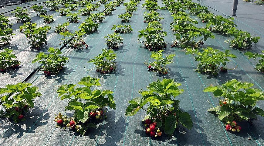 Що посадити під агроволокно, щоб не возитися з бур’янами і зібрати ранній урожай