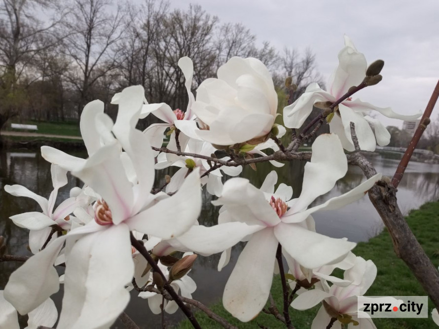 Сезон магнолій і лебеді: у вихідні в запорізькому парку був аншлаг - фото