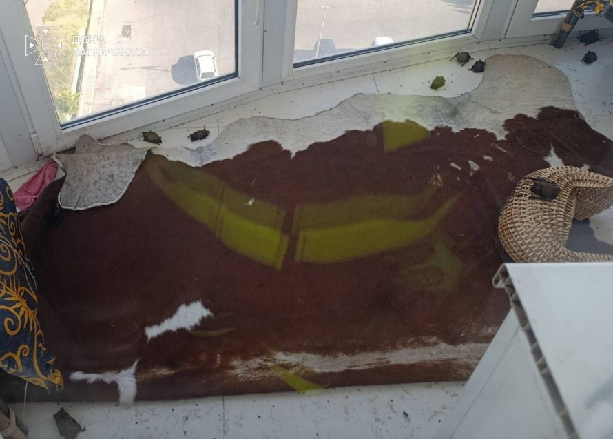 Понад 200 кажанів на одному балконі: у Запоріжжі рятувальники визволяли незвичайних "сусідів" (фото)