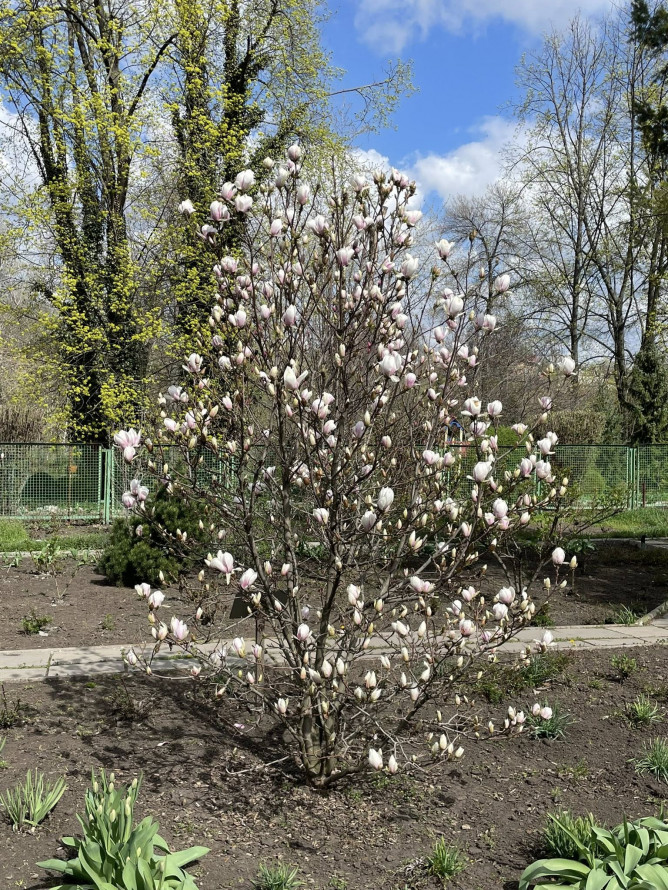 Сакура, магнолії, весняний настрій: запорізький ботанічний сад відкрився для відвідувачів (фото)