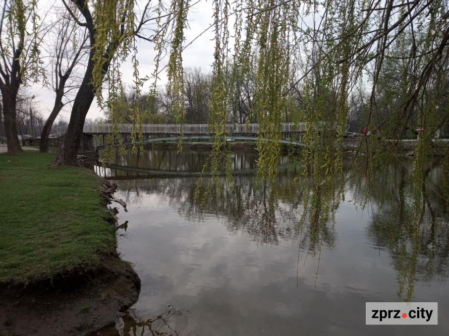 Сезон магнолій і лебеді: у вихідні в запорізькому парку був аншлаг - фото