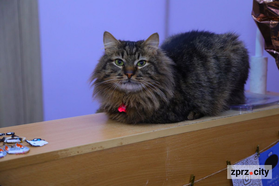 Врятовані пухнастими можуть залишитися без дому - запорізьке котокафе на межі закриття