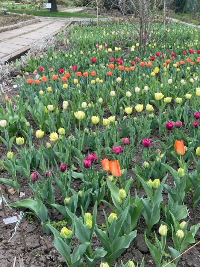 Весна, яку варто побачити: як у запорізькому ботсаду квітнуть сакури та магнолії (фото)