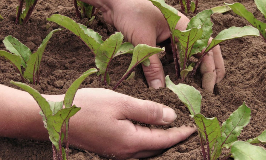 Коли садити буряк, щоб виростити гарний врожай - поради