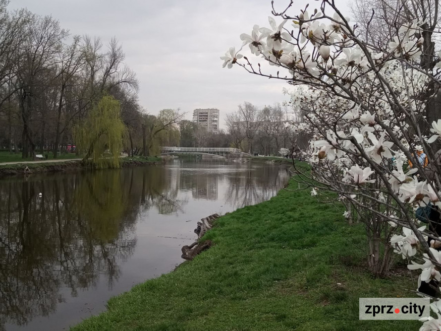 Сезон магнолій і лебеді: у вихідні в запорізькому парку був аншлаг - фото