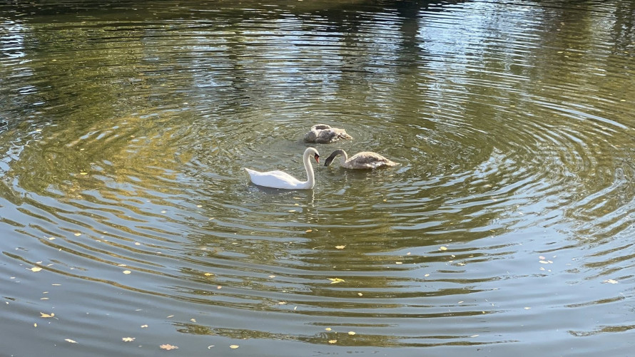 Трагедія в "Дубовому гаю" - у запорізькому парку собака загриз лебедя (фото)