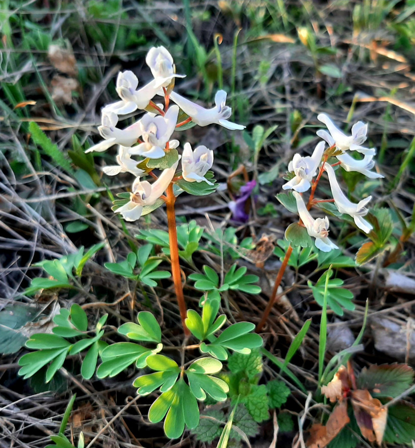 Тендітна краса: у Запоріжжі розцвіли квіти, з яких починається справжня весна - фото