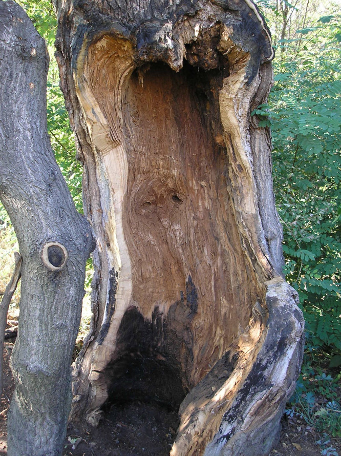 Дуб з кам'яним серцем: на Хортиці росте незвичайне дерево (фото)