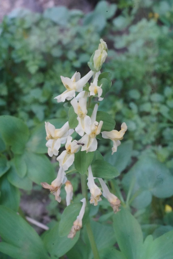 Тендітна краса: у Запоріжжі розцвіли квіти, з яких починається справжня весна - фото