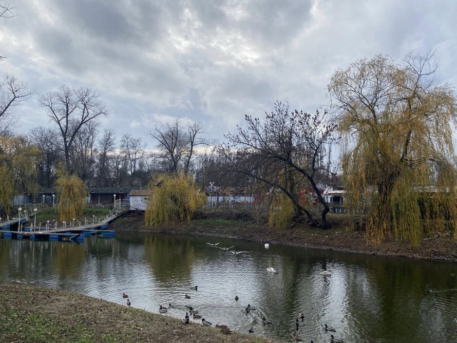 Трагедія в "Дубовому гаю" - у запорізькому парку собака загриз лебедя (фото)