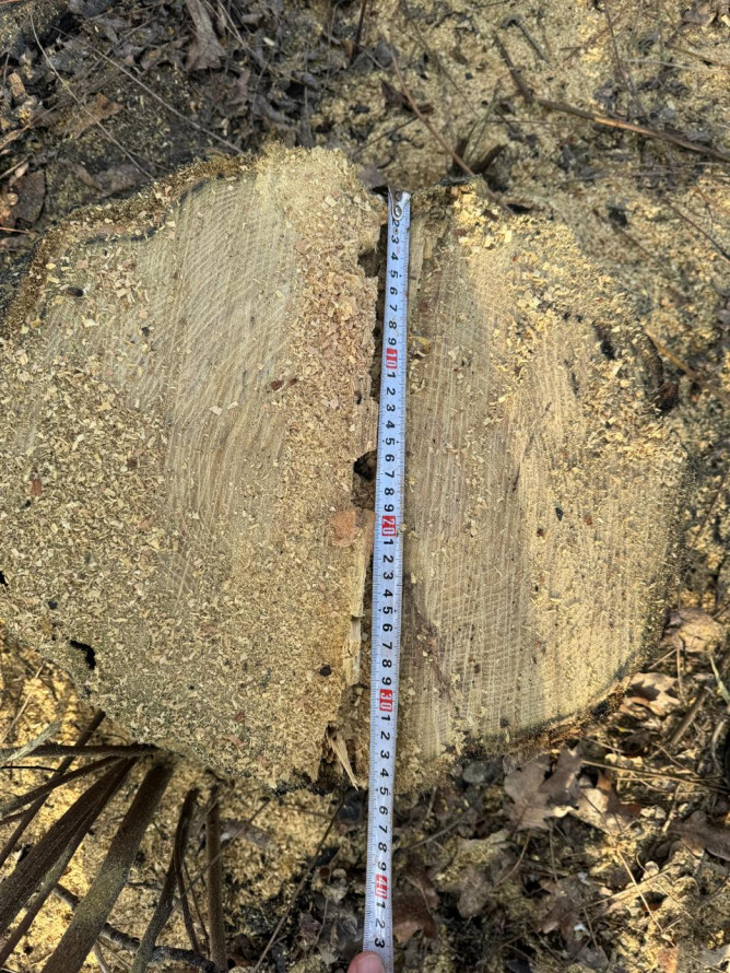 Понад 11 тисяч гривень збитків: Вільнянській громаді незаконно зрубали дерева