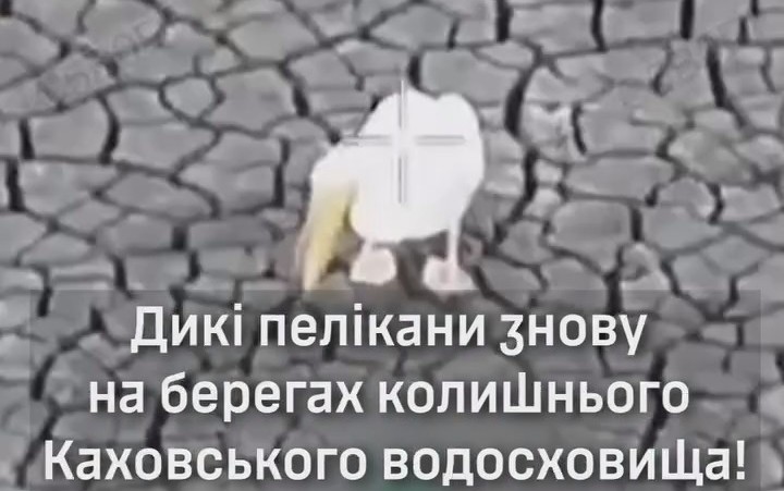 Неймовірне видовище: запорізька бригада зафільмувала близько сотні диких пеліканів (відео)