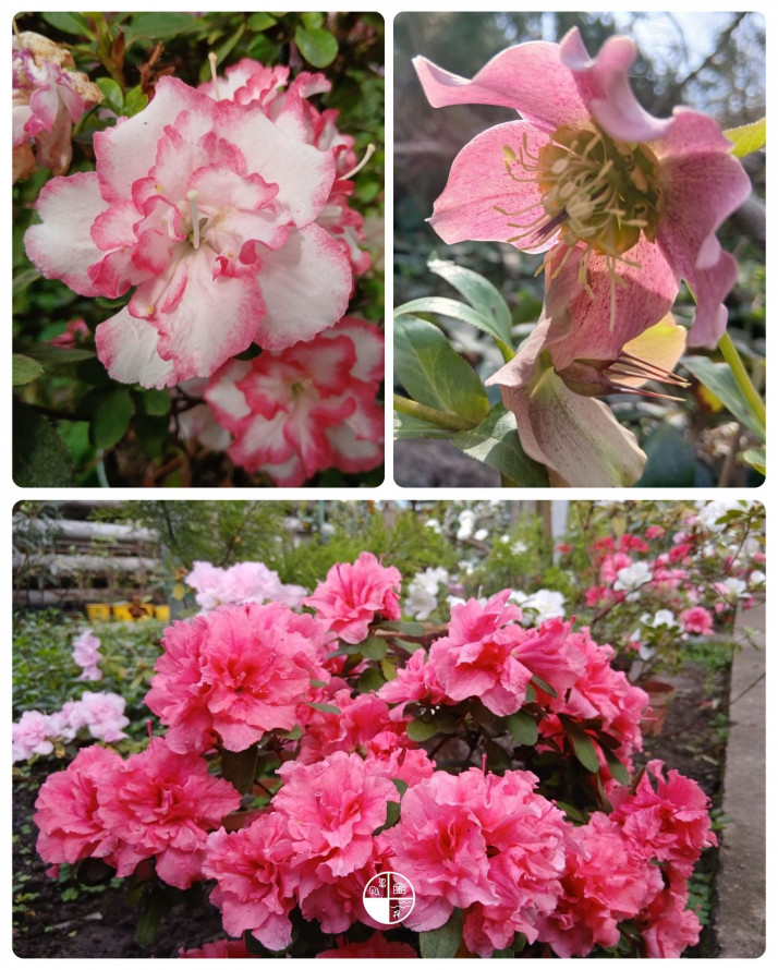 Сакура, магнолії, весняний настрій: запорізький ботанічний сад відкрився для відвідувачів (фото)