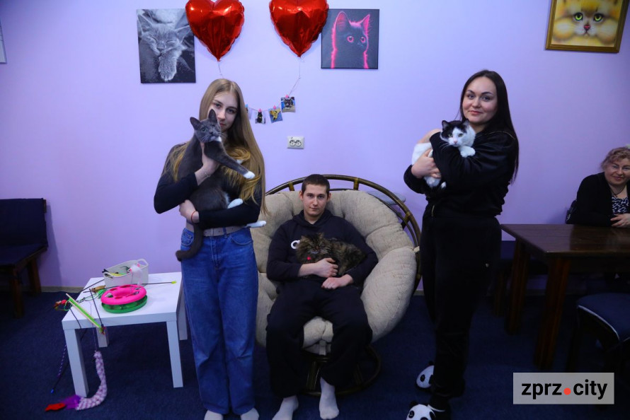 Врятовані пухнастими можуть залишитися без дому - запорізьке котокафе на межі закриття