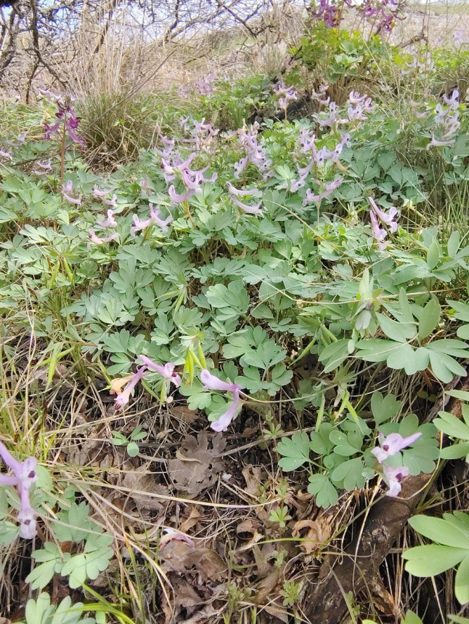 Тендітна краса: у Запоріжжі розцвіли квіти, з яких починається справжня весна - фото