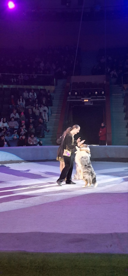 CRAZY заєць на арені: у Запоріжжі показали яскраву прем’єру циркового шоу