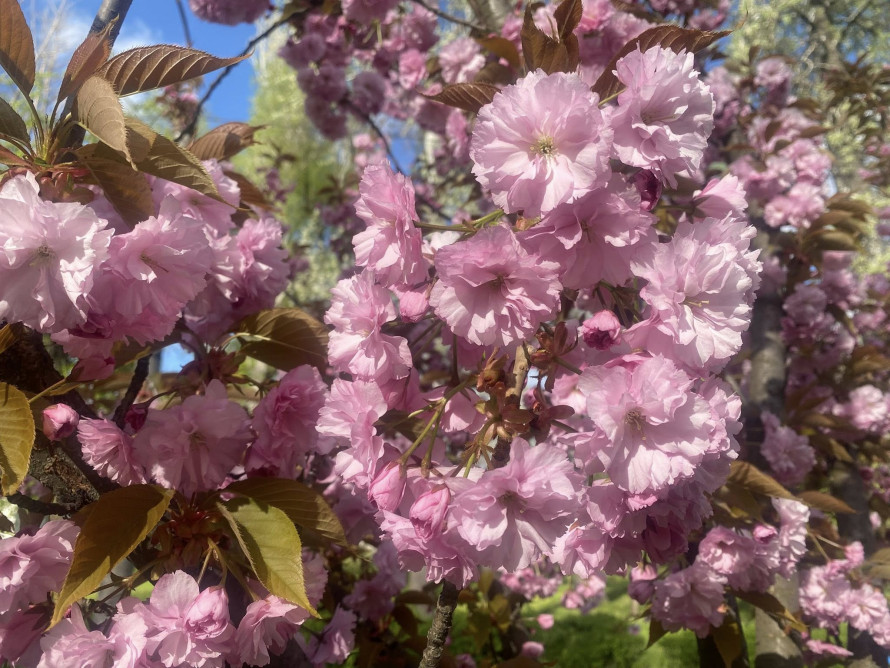 У головному парку Запоріжжя квітне сакура: чим ще можна помилуватись - фото