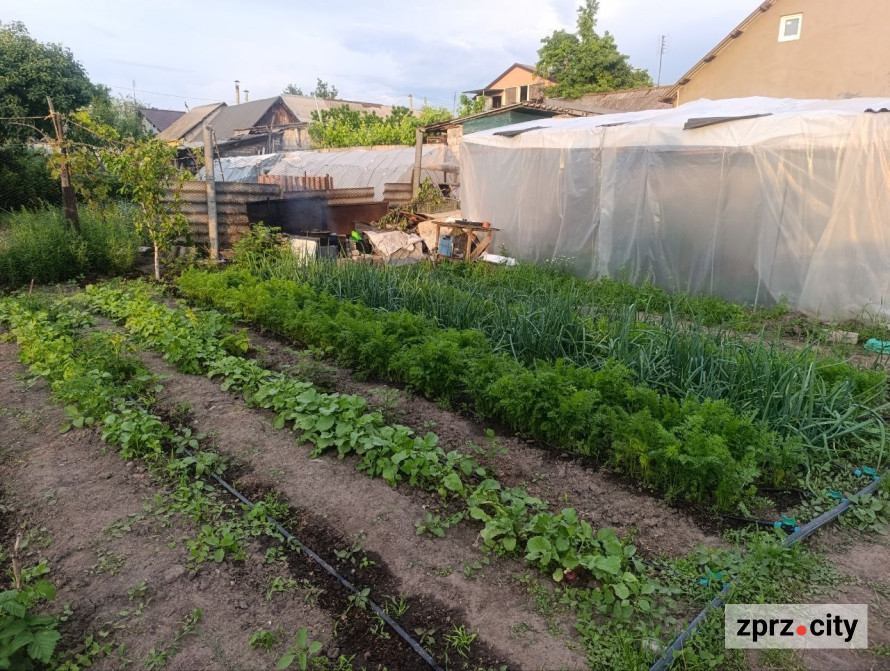 Що посіяти в червні: швидкорослі культури для другого врожаю