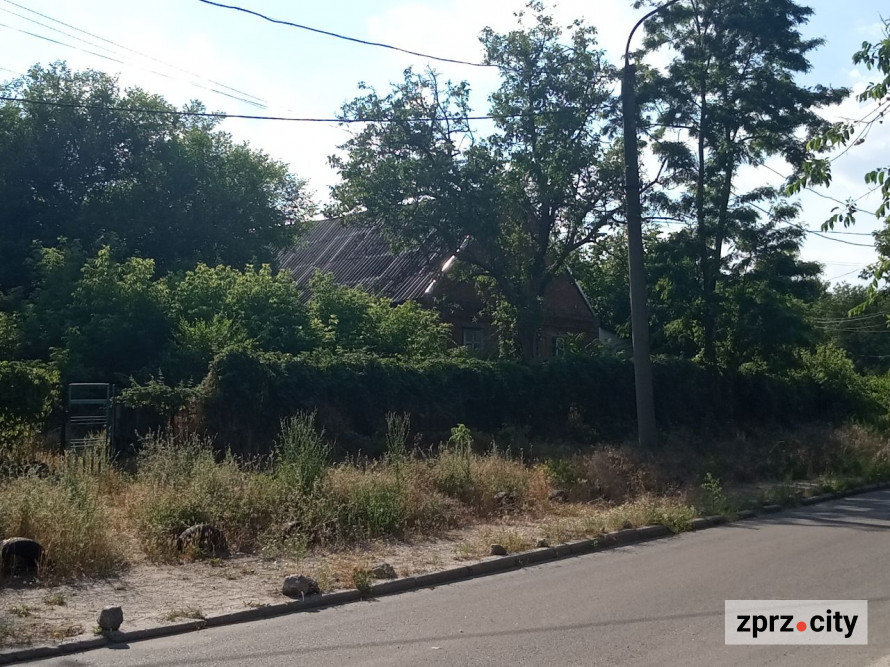 На місці колишнього дна Дніпра на узбережжі Хортиці виріс тополевий ліс висотою у два людські зрости - фото