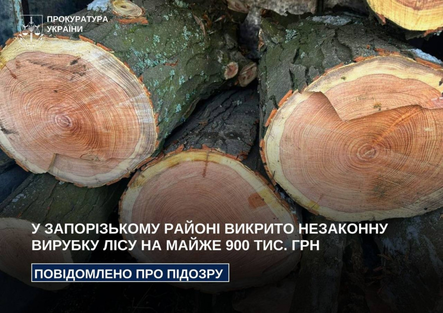 Пиляли дерева на замовлення: у Запорізькому районі викрили «чорних лісорубів»
